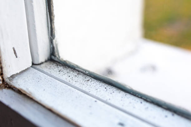 Best Forensic Mold Investigation  in Jonestown, PA