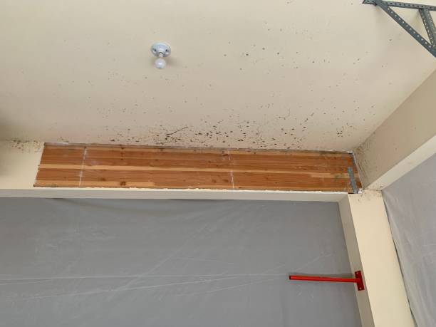 Best Real Estate Mold Inspection  in Jonestown, PA