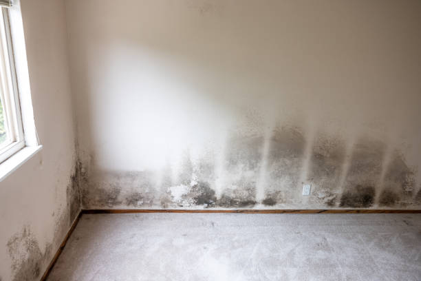  Jonestown, PA Mold Removal Pros