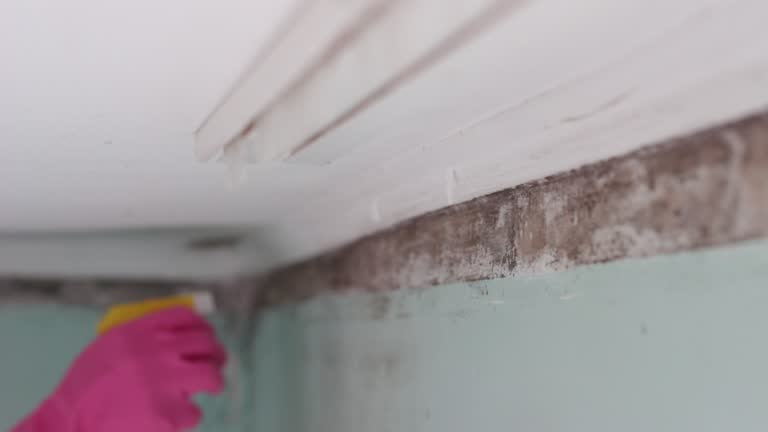 Best Basement Mold Removal  in Jonestown, PA